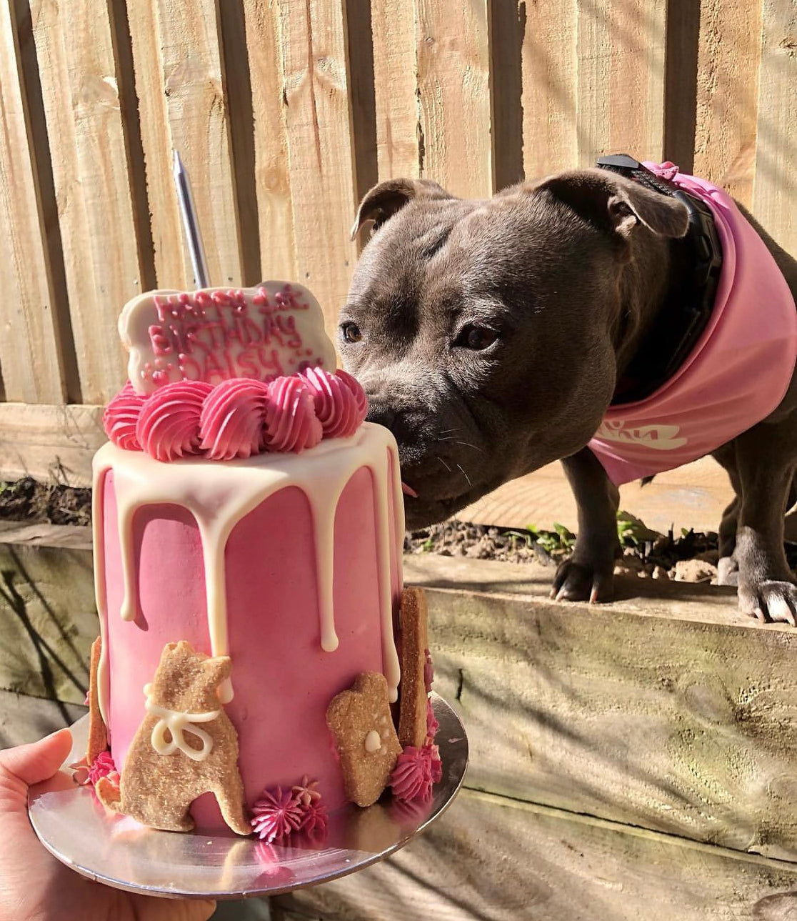 Shar pei hotsell dog cake