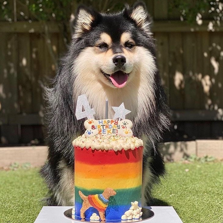 Dog Rainbow Cake