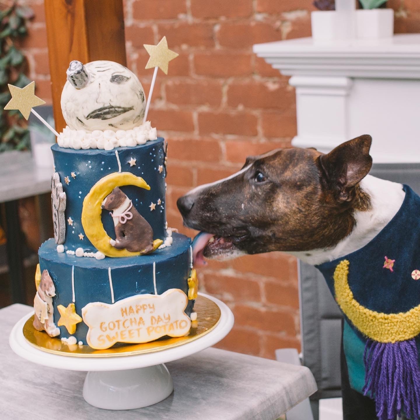 Enquire about a Custom Dog Cake