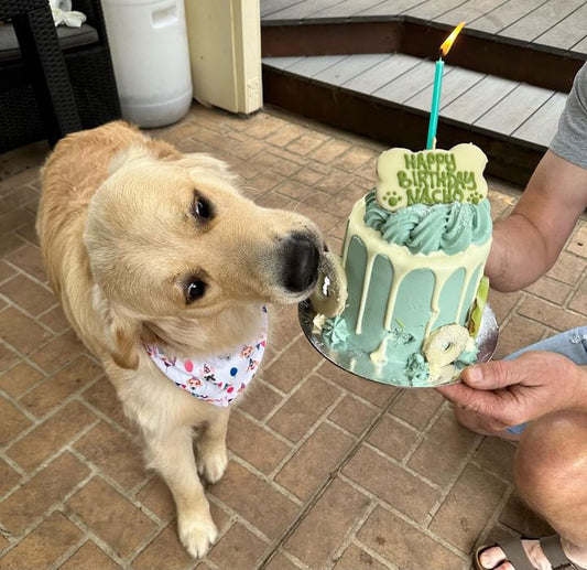 Gourmet Dog Cake with Yoghurt Drip - Green