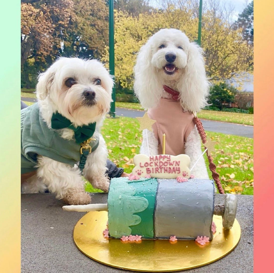 Enquire about a Custom Dog Cake