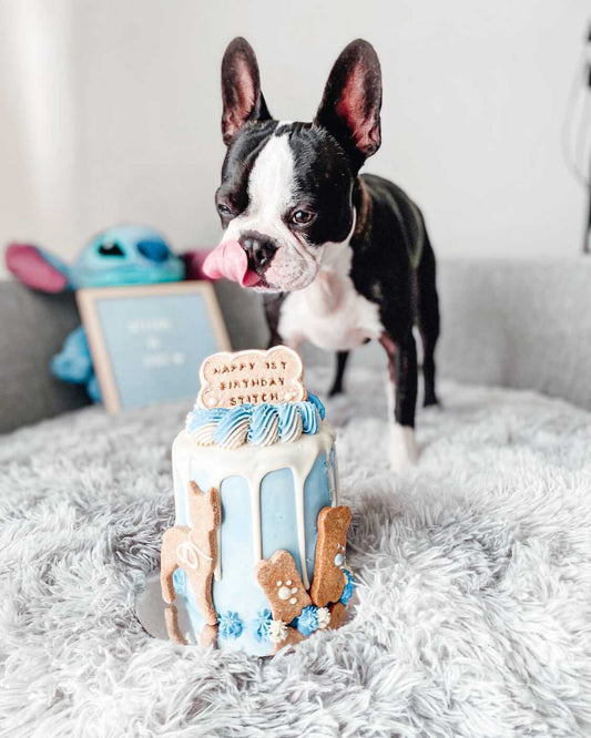 Gourmet Dog Cake with Yoghurt Drip - Blue