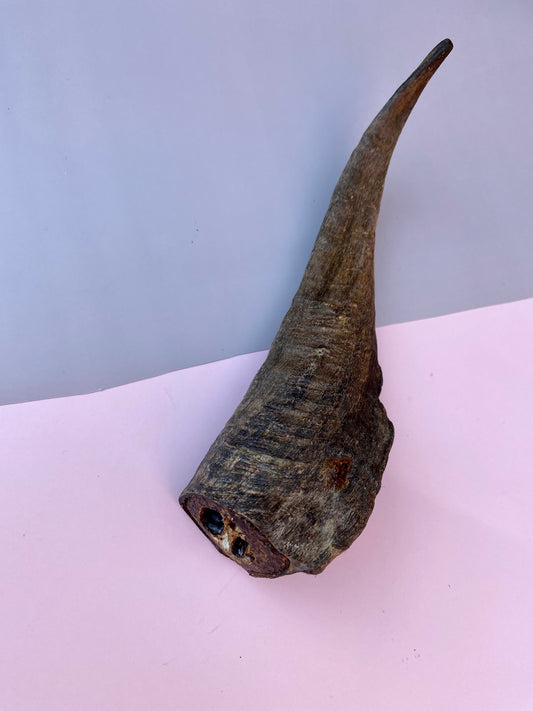 Goat Horns Dental Chew (with marrow)