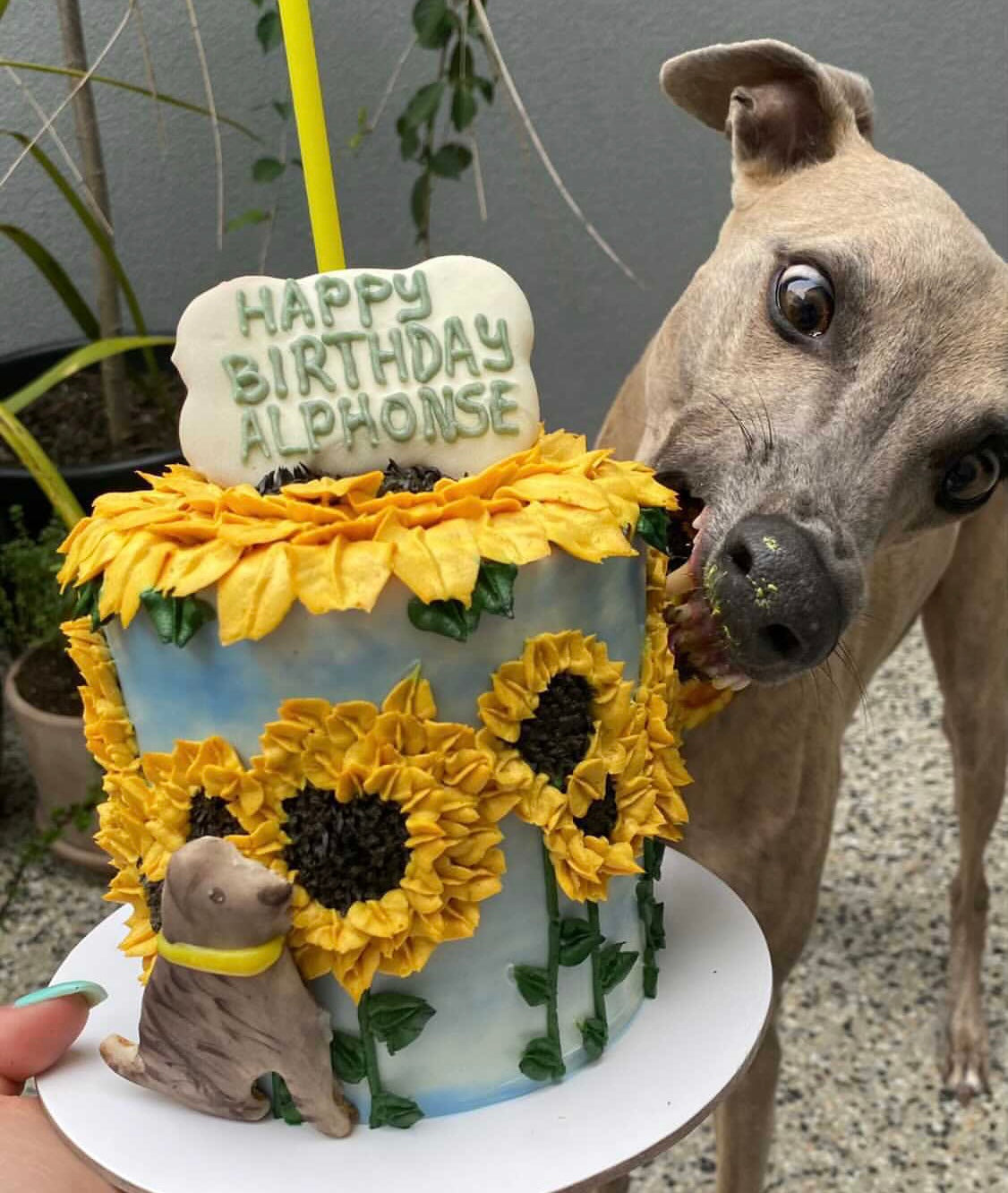 Enquire about a Custom Dog Cake