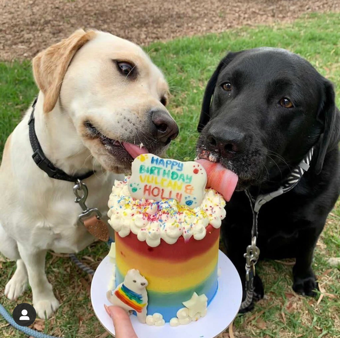 Dog Rainbow Cake