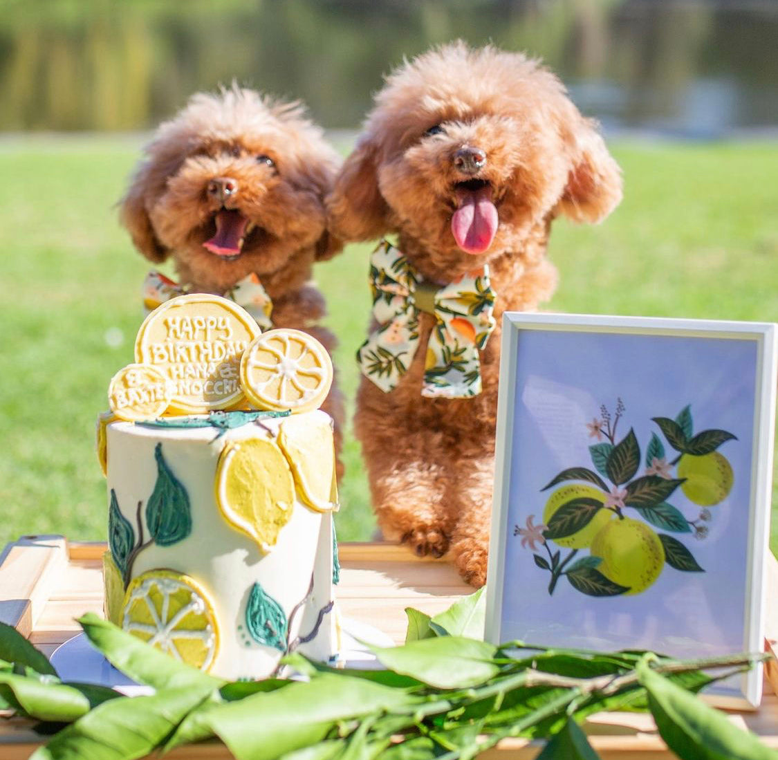 Enquire about a Custom Dog Cake